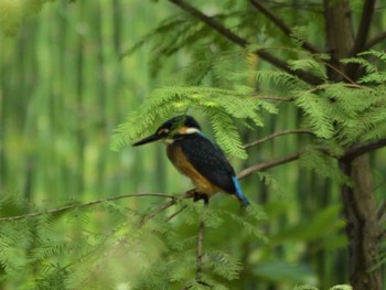 カワセミ 大阪N公園 2022年6月23日(木)