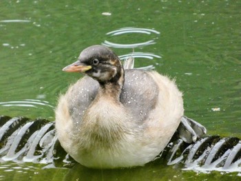 2022年5月21日(土) 薬師池公園の野鳥観察記録