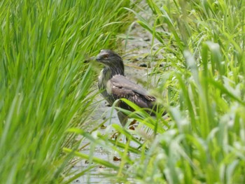 ゴイサギ 浮島ヶ原自然公園 2022年7月7日(木)