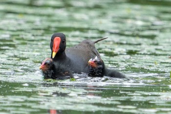 Common Moorhen 北海道江別市 Mon, 6/27/2022