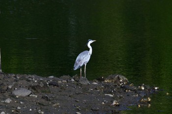 アオサギ 長浜公園 2022年7月8日(金)