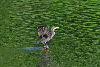 カワウ 長浜公園 2022年7月8日(金)