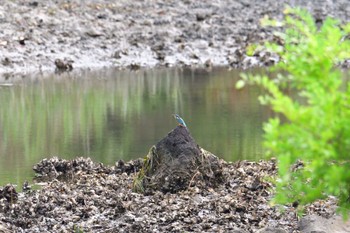 カワセミ 長浜公園 2022年7月8日(金)