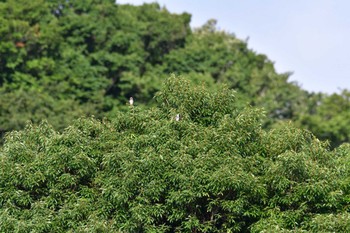 コムクドリ 長浜公園 2022年7月8日(金)