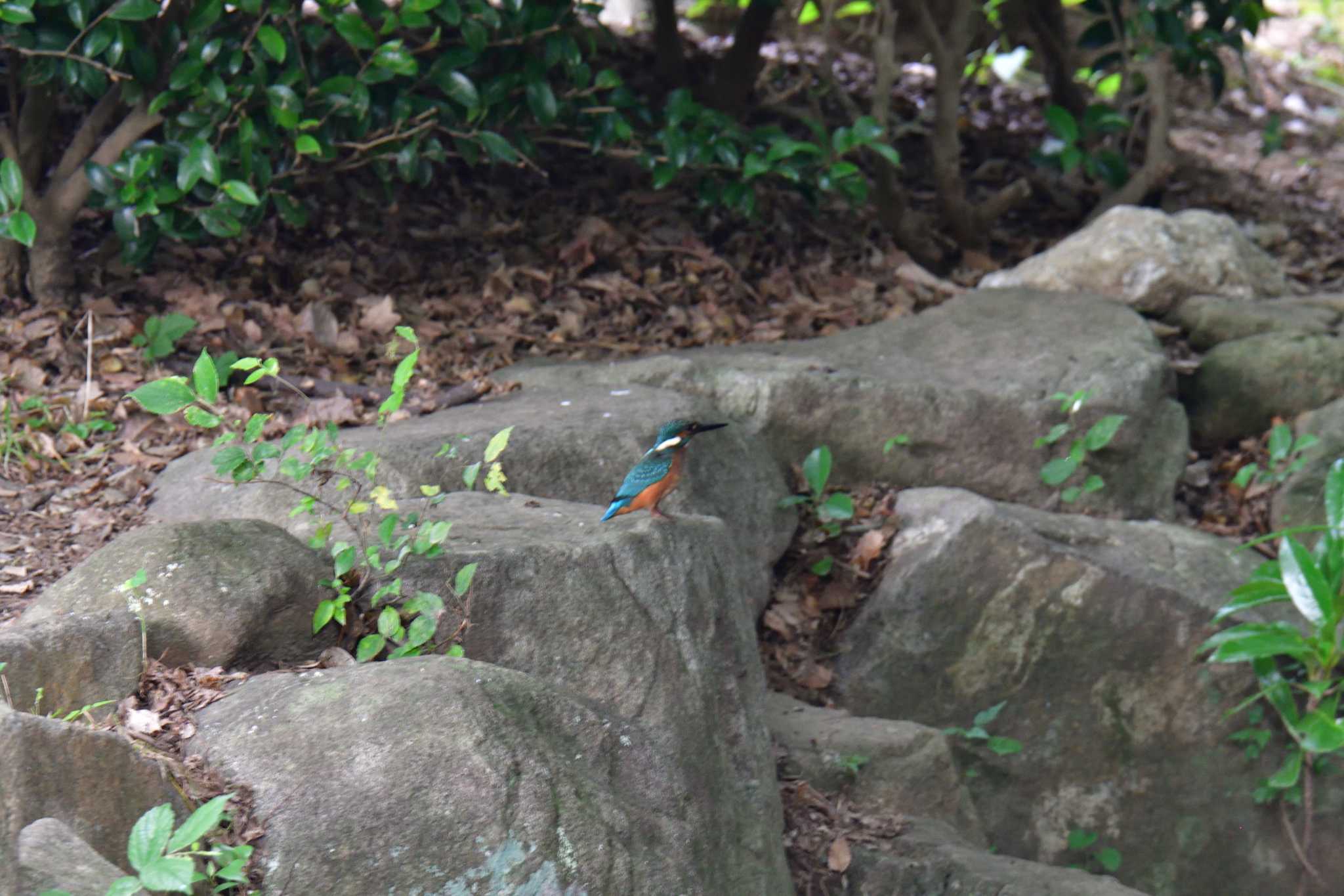 長浜公園 カワセミの写真 by やなさん