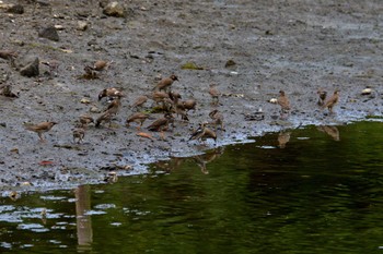 2022年7月8日(金) 長浜公園の野鳥観察記録