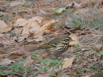 Olive-backed Pipit Nagai Botanical Garden Thu, 1/11/2018