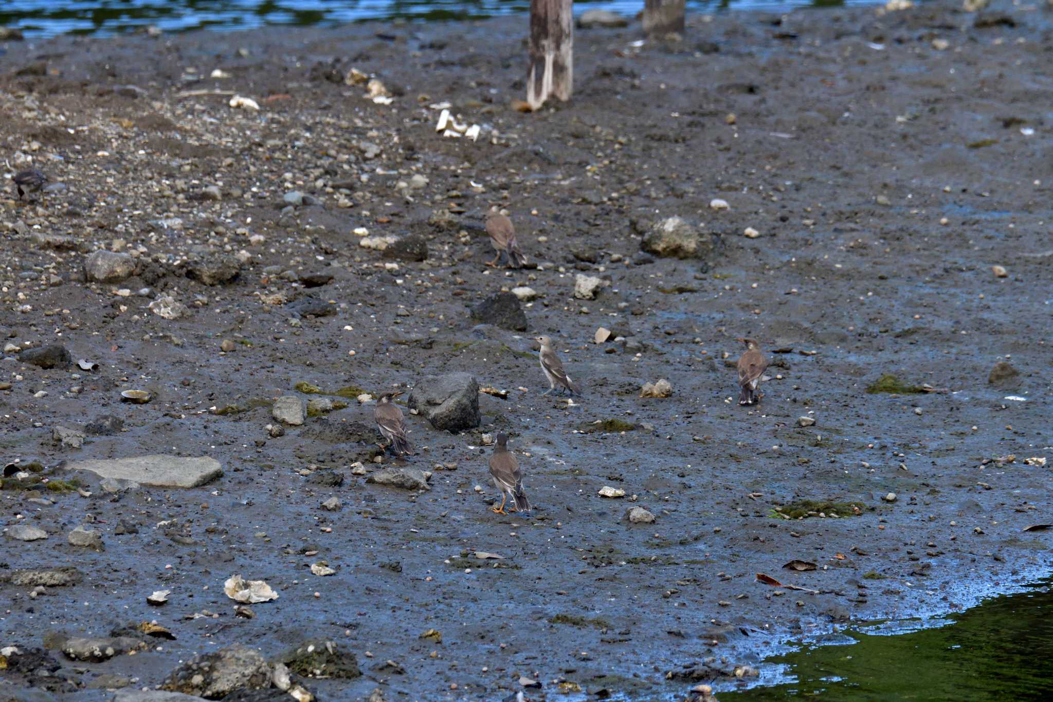 長浜公園 コムクドリの写真 by やなさん