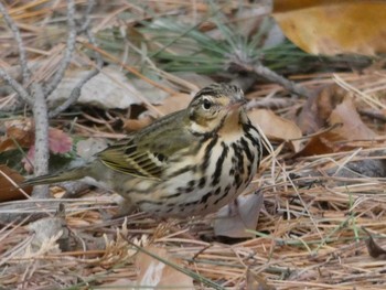 Olive-backed Pipit Nagai Botanical Garden Thu, 1/11/2018