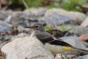 2022年7月8日(金) 鴨川の野鳥観察記録