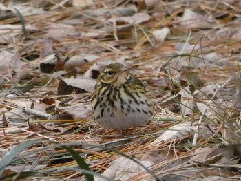 ビンズイ 長居公園植物園 2018年1月11日(木)