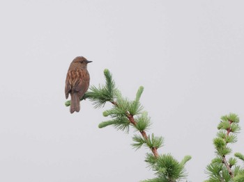 Thu, 7/7/2022 Birding report at 富士山五合目(静岡県富士宮市)