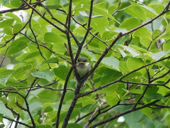 Coal Tit 富士山五合目(静岡県富士宮市) Thu, 7/7/2022