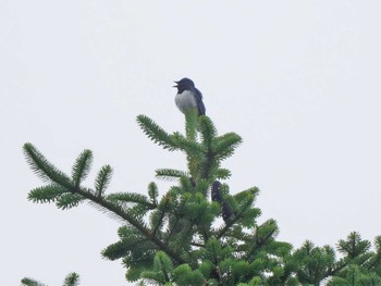 Blue-and-white Flycatcher 高鉢駐車場 Thu, 7/7/2022