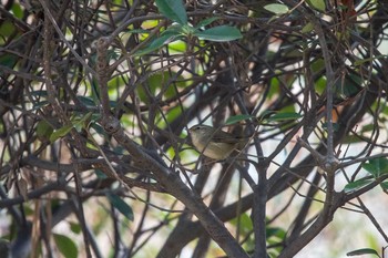 Japanese Bush Warbler Akashi Park Sun, 12/31/2017