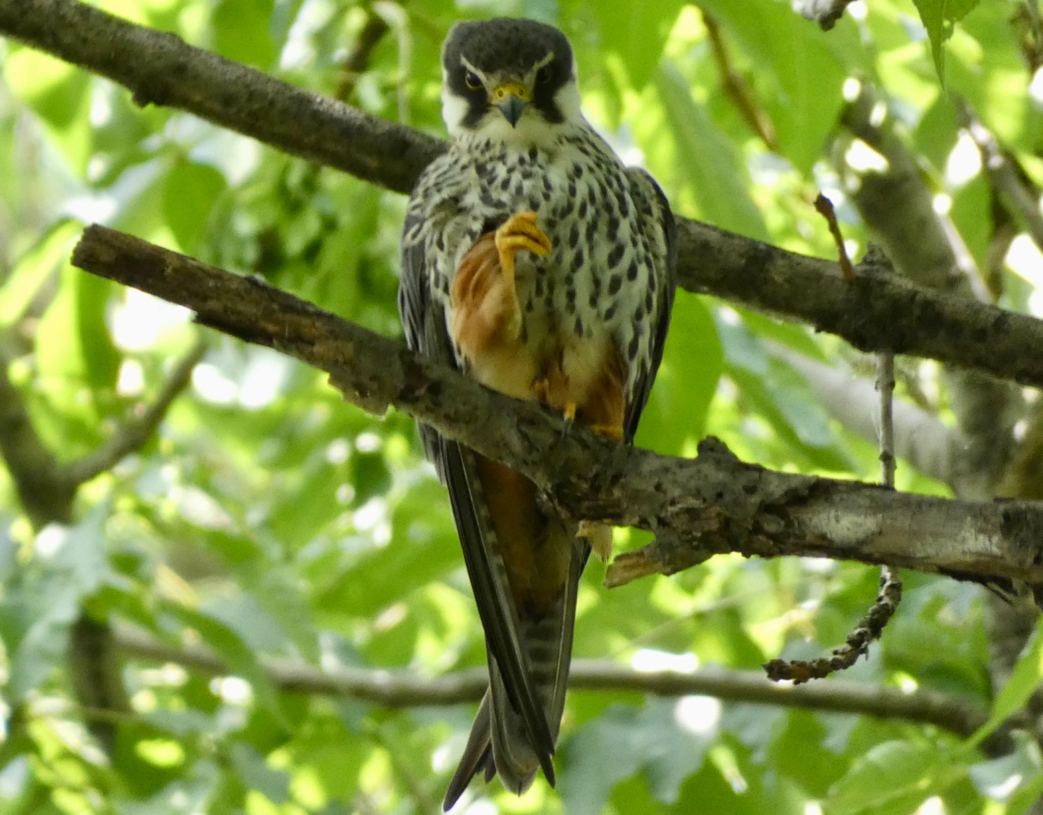 Photo of Eurasian Hobby at  by Mariri1017