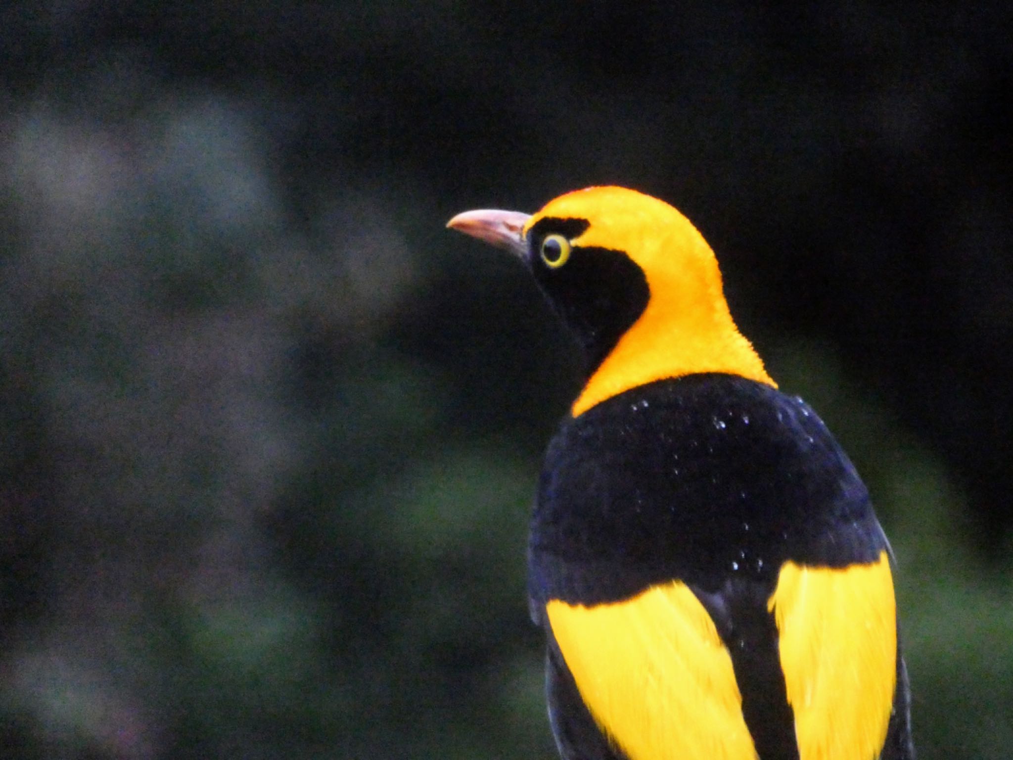 Photo of Regent Bowerbird at O'Reilly's Rainforest Retreat by Maki