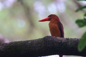 リュウキュウアカショウビン 宮古島市 2022年7月5日(火)