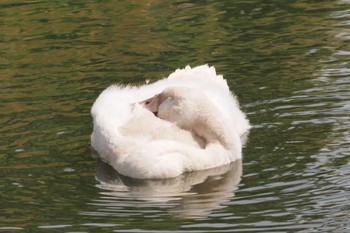 コブハクチョウ 北柏ふるさと公園 2022年7月8日(金)