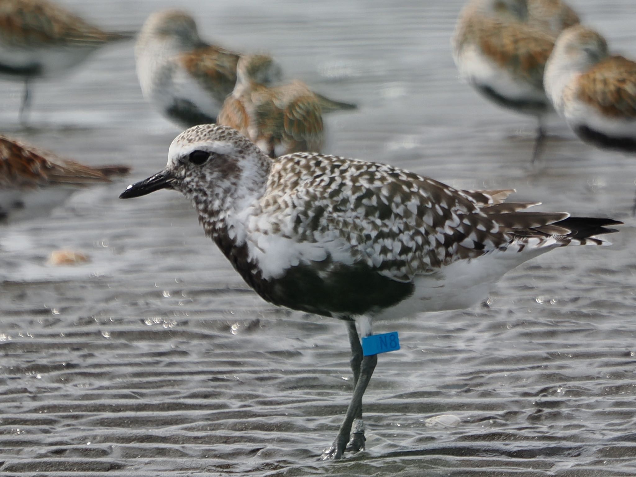 Grey Plover