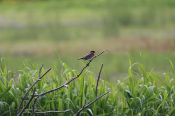 Siberian Rubythroat 札幌モエレ沼公園 Fri, 7/8/2022