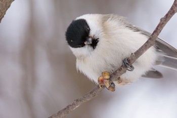 ハシブトガラ 場所が不明 2018年1月3日(水)