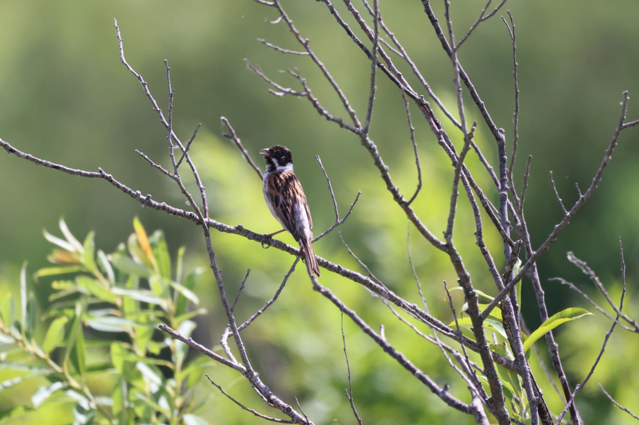 Photo of Common Reed Bunting at 札幌モエレ沼公園 by will 73