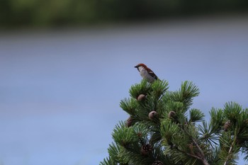 Russet Sparrow 札幌モエレ沼公園 Fri, 7/8/2022