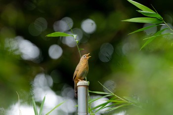 ガビチョウ 薬師池公園 2022年7月3日(日)