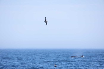 Northern Fulmar 羅臼沖 Sun, 6/26/2022