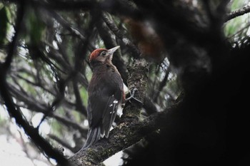 Okinawa Woodpecker Kunigamison Sat, 7/2/2022