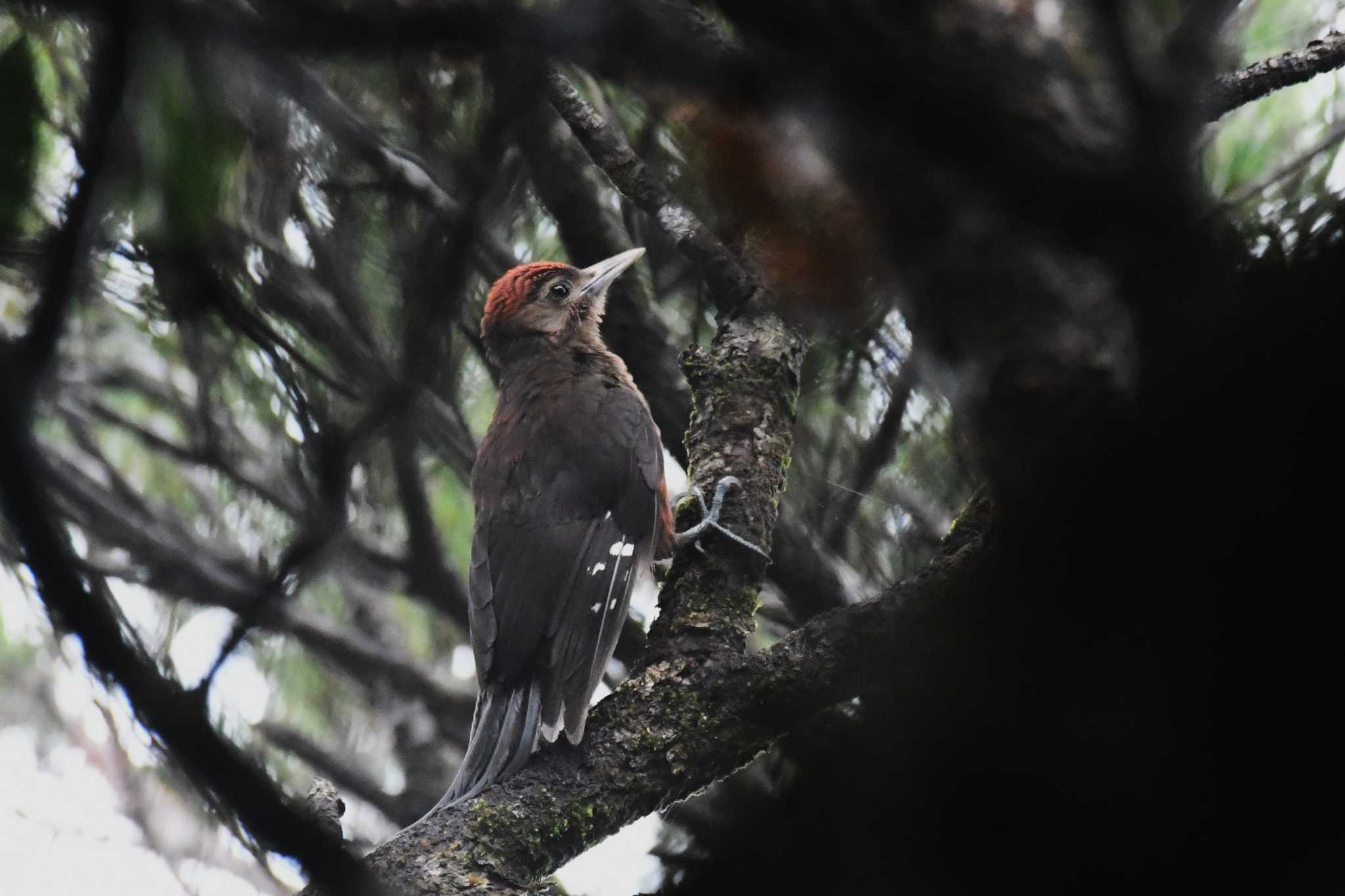 Photo of Okinawa Woodpecker at Kunigamison by Semal