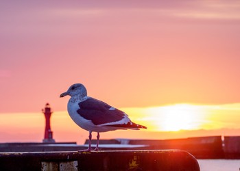 Vega Gull Unknown Spots Mon, 1/8/2018