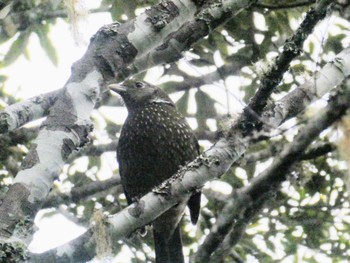 Green Catbird O'Reilly's Rainforest Retreat Thu, 6/30/2022