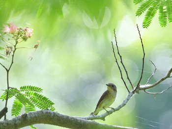 キビタキ 香川県 2022年7月7日(木)