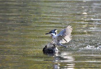 Crested Kingfisher Unknown Spots Wed, 1/10/2018