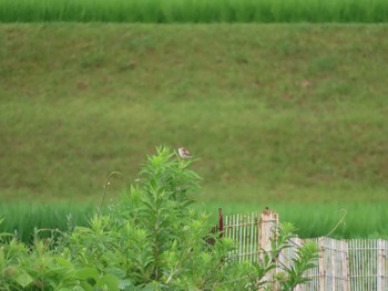 2022年7月9日(土) 足見川(三重県道634付近)の野鳥観察記録