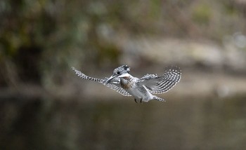 Crested Kingfisher Unknown Spots Thu, 1/11/2018