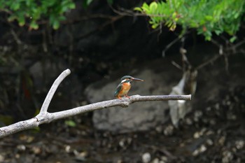 カワセミ 長浜公園 2022年7月9日(土)