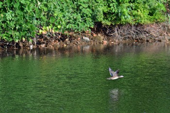 2022年7月9日(土) 長浜公園の野鳥観察記録