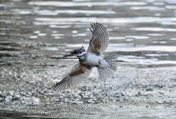 Crested Kingfisher Unknown Spots Fri, 1/12/2018