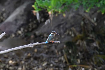 カワセミ 長浜公園 2022年7月9日(土)