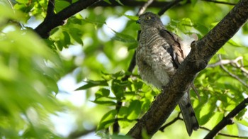 2022年7月9日(土) 東京都品川区の野鳥観察記録