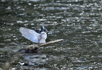 Crested Kingfisher Unknown Spots Fri, 1/12/2018