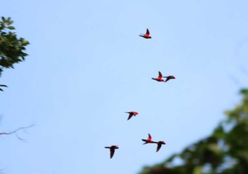 Violet-necked Lory