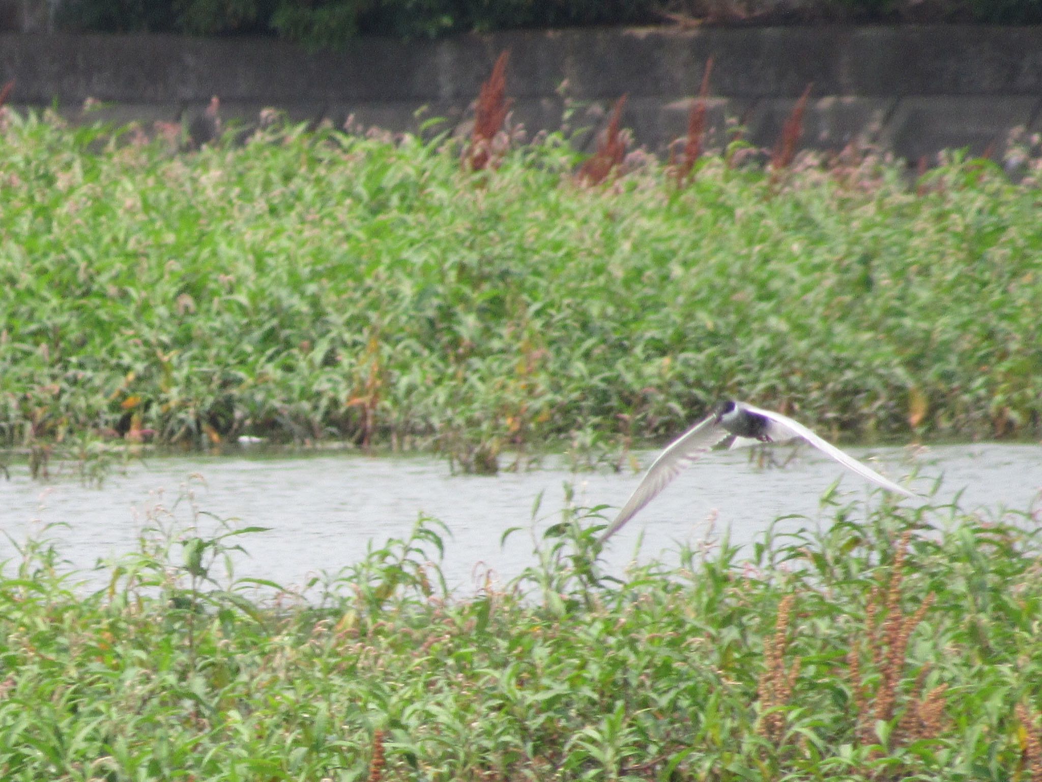 Photo of Whiskered Tern at 加古大池 by 田んぼのいわし