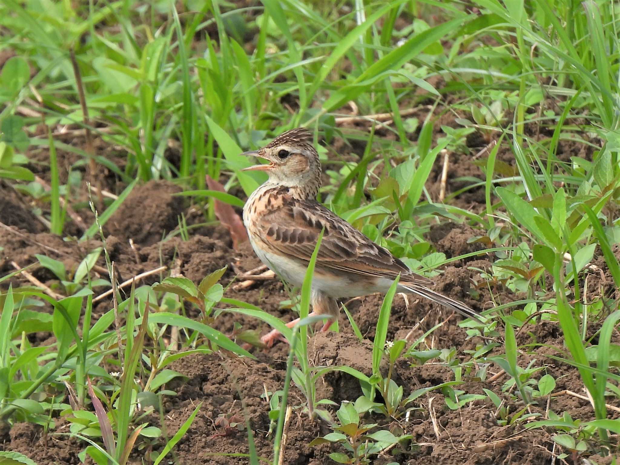 Photo of Eurasian Skylark at 馬入ふれあい公園 by モーさん