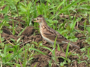 Sat, 7/9/2022 Birding report at 馬入ふれあい公園