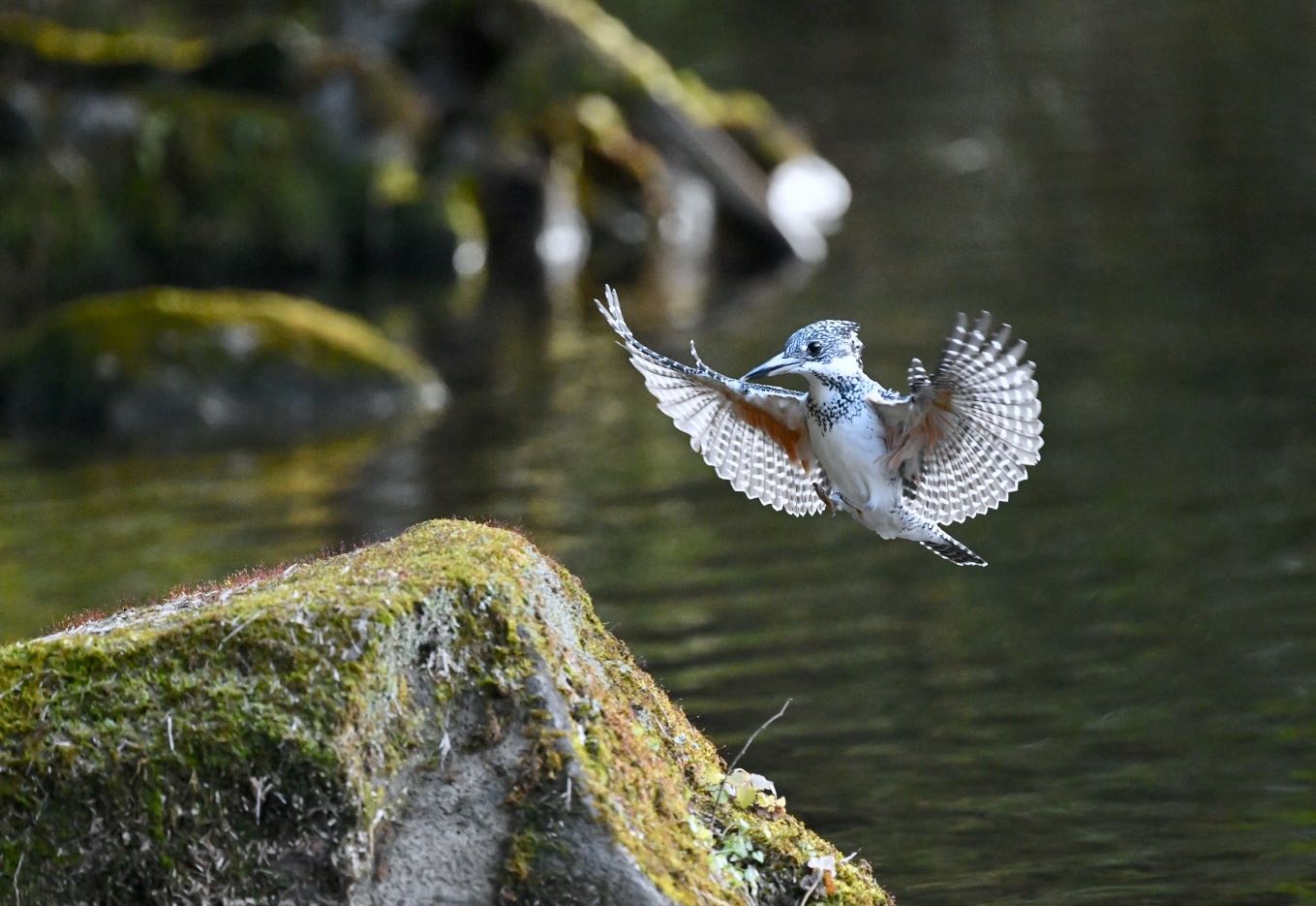 Photo of Crested Kingfisher at  by Yukihiro  Inoue