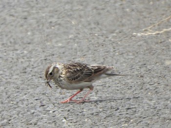 Eurasian Skylark 馬入ふれあい公園 Sat, 7/9/2022